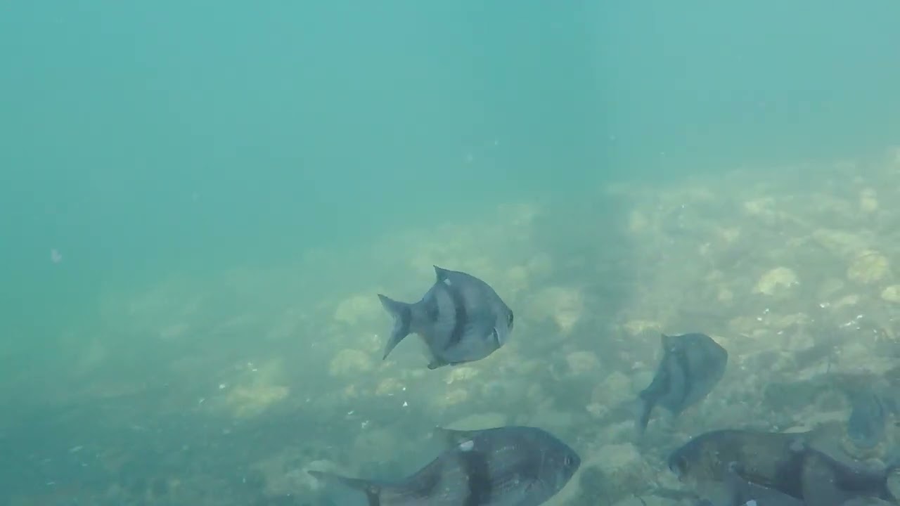 Pile Perch Stiped Surfperch and Tubesnouts 040524