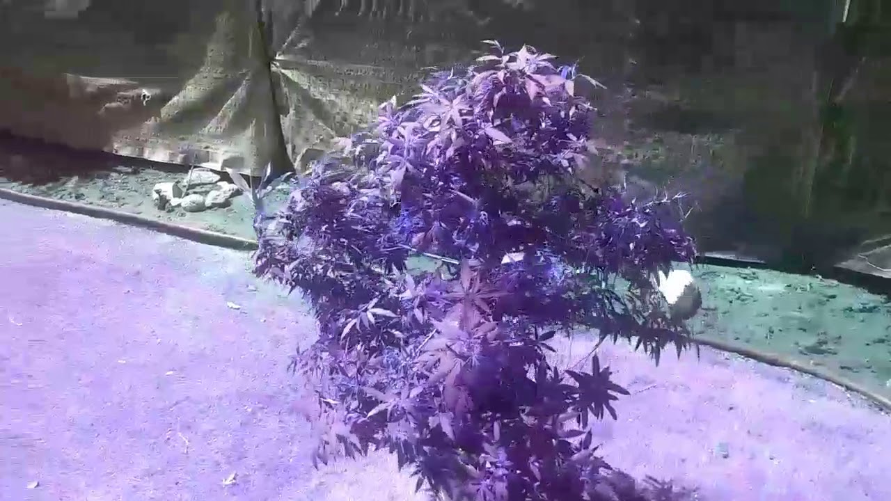 Marionberry Kush, Mango Kush, & an unknown strain