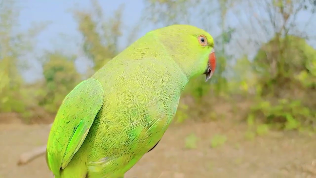 Parrot sound taking parrot video new song Mitu best new song 