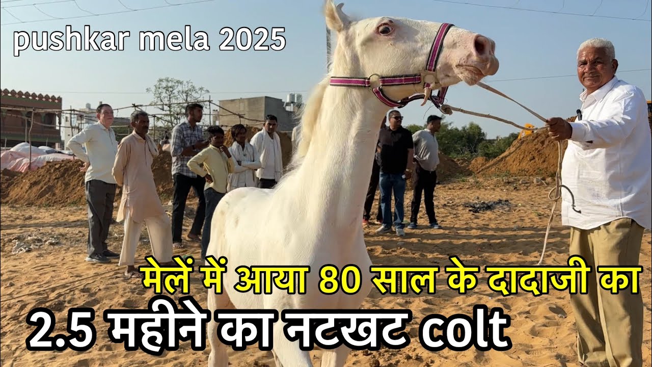80 साल के दादाजी के ढाई महीने के उधमी कोल्ट ने मेले में मचा दी धमाचोकड़ी | pushkar mela 2025