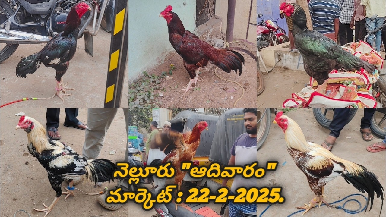 నెల్లూరు 