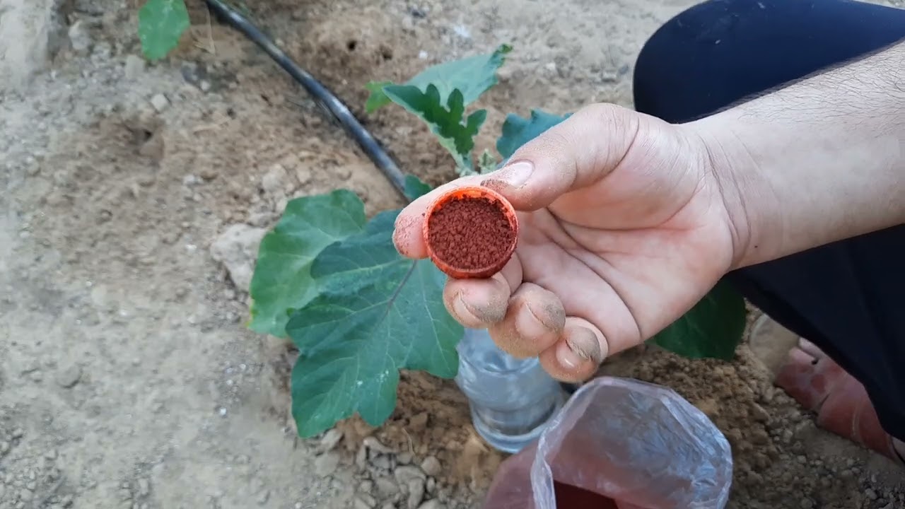 لو عايز الباذنجان يثمر بغزارة لازم تضع هذا السماد