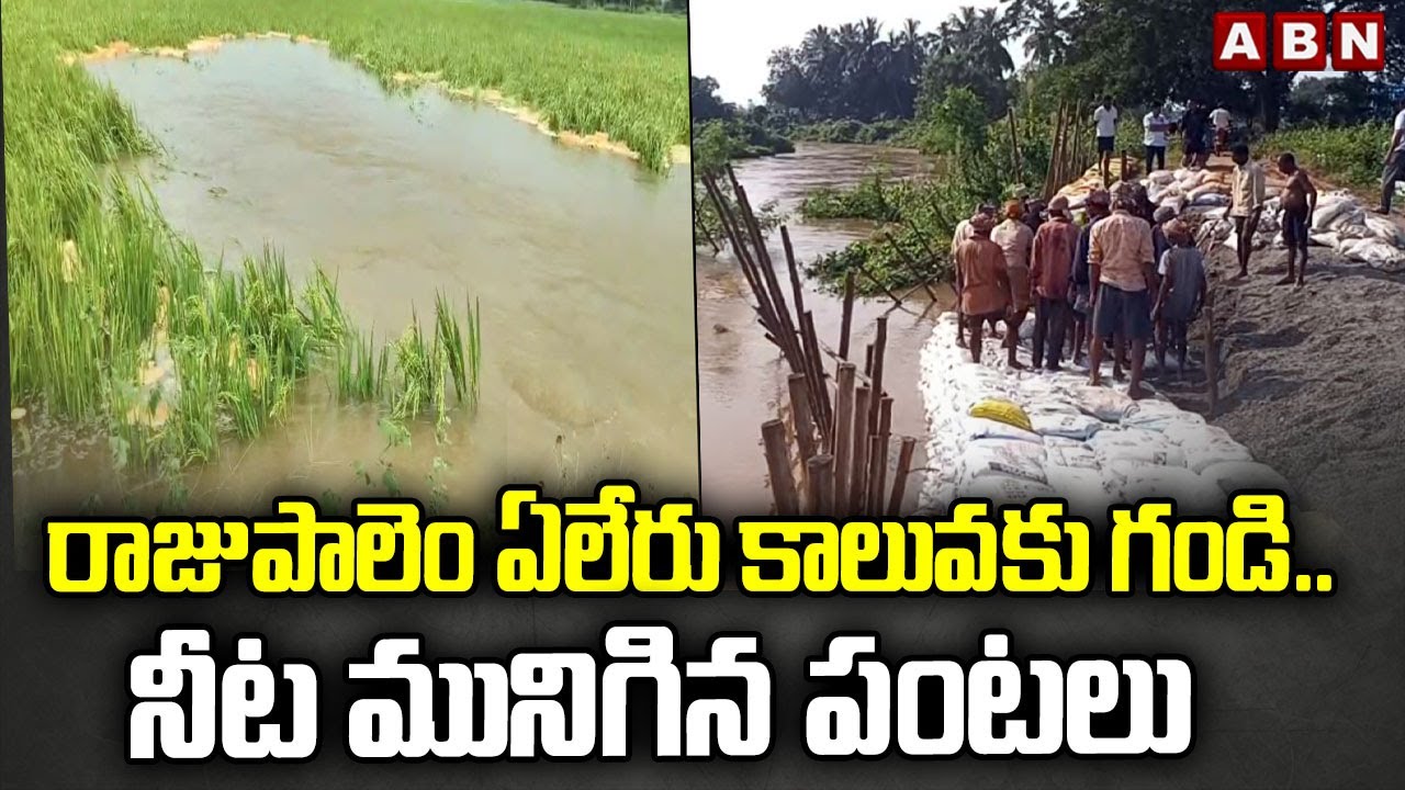 Kakinada District : రాజుపాలెం ఏలేరు కాలువకు గండి.. నీట మునిగిన పంటలు  | ABN