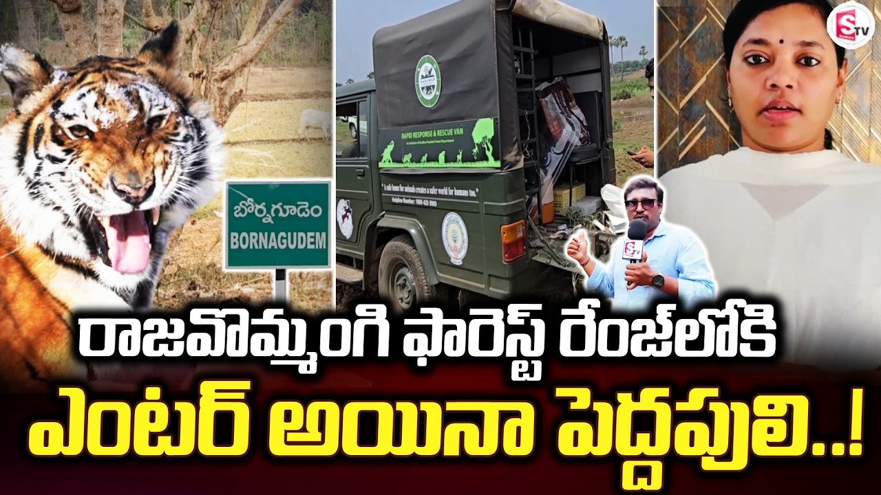 రాజవొమ్మంగి ఫారెస్ట్ రేంజ్ లోకి | Tiger Live Updates | Latest Reporting | @SumanTVAnnavaram