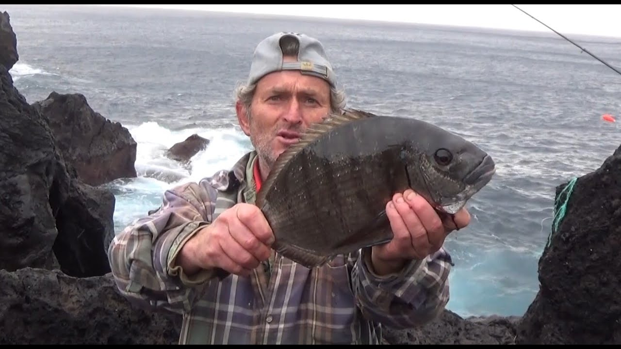 Pesca Sargo / Pesca saraghi / Rock fishing  Diplodus sargus
