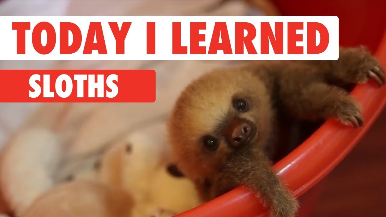 Today I Learned: Sloths