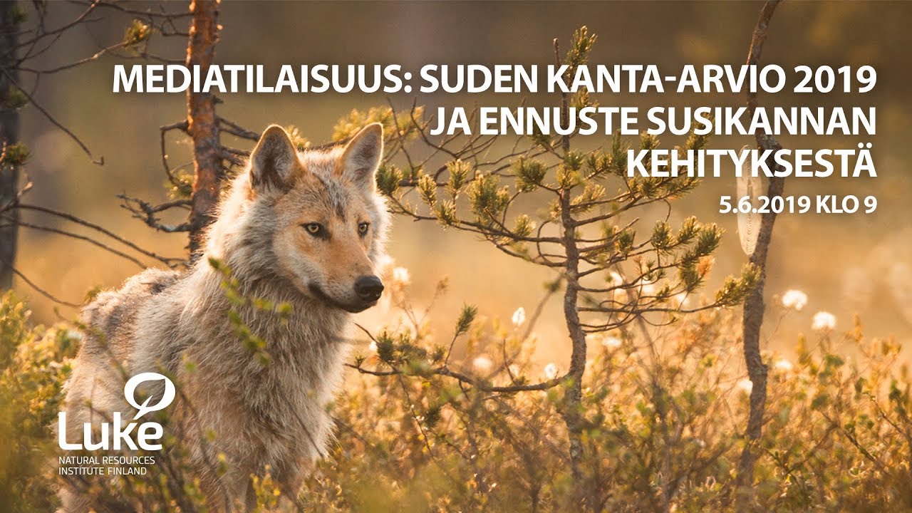 Suden kanta-arvio 2019: Ilpo Kojola