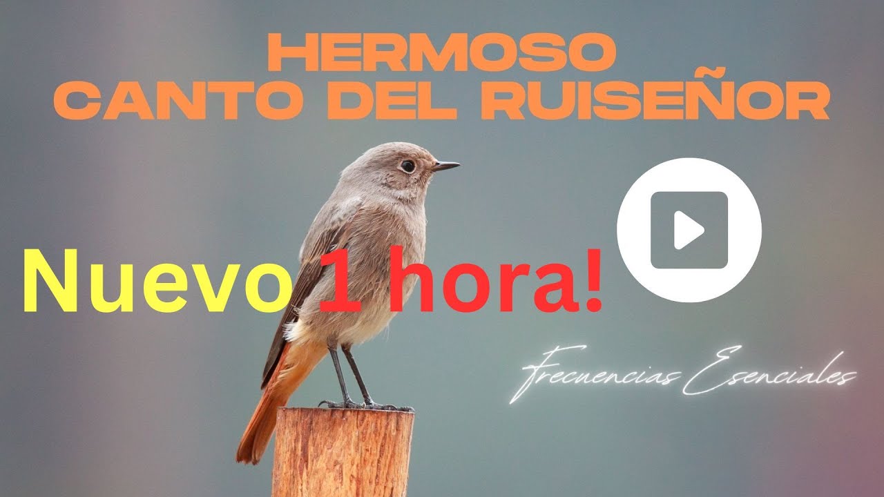 1 hora en bucle, excelente para meditar, dormir, relajación del Hermoso canto del Ruiseñor