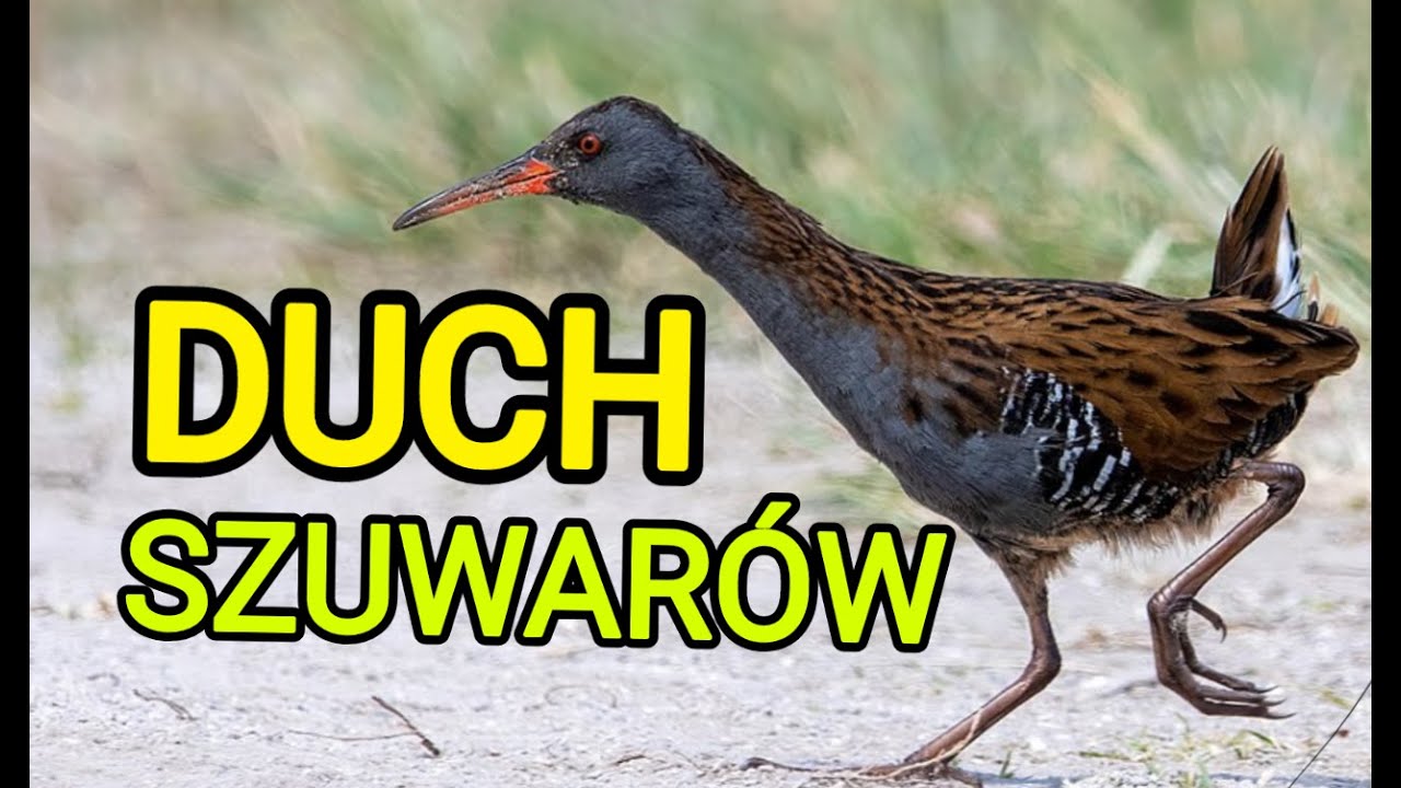 WODNIK - Niewidzialny duch SZUWARÓW🌾