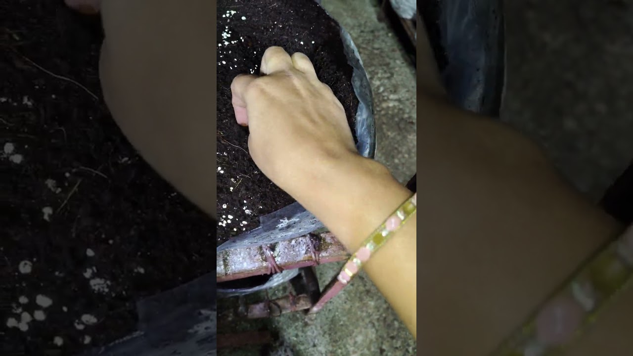 Mushroom farming #dr Dahiya mushroom farm 