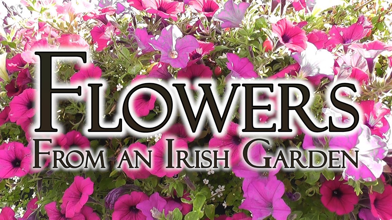 Flowers from Irish Hedgerows and Gardens