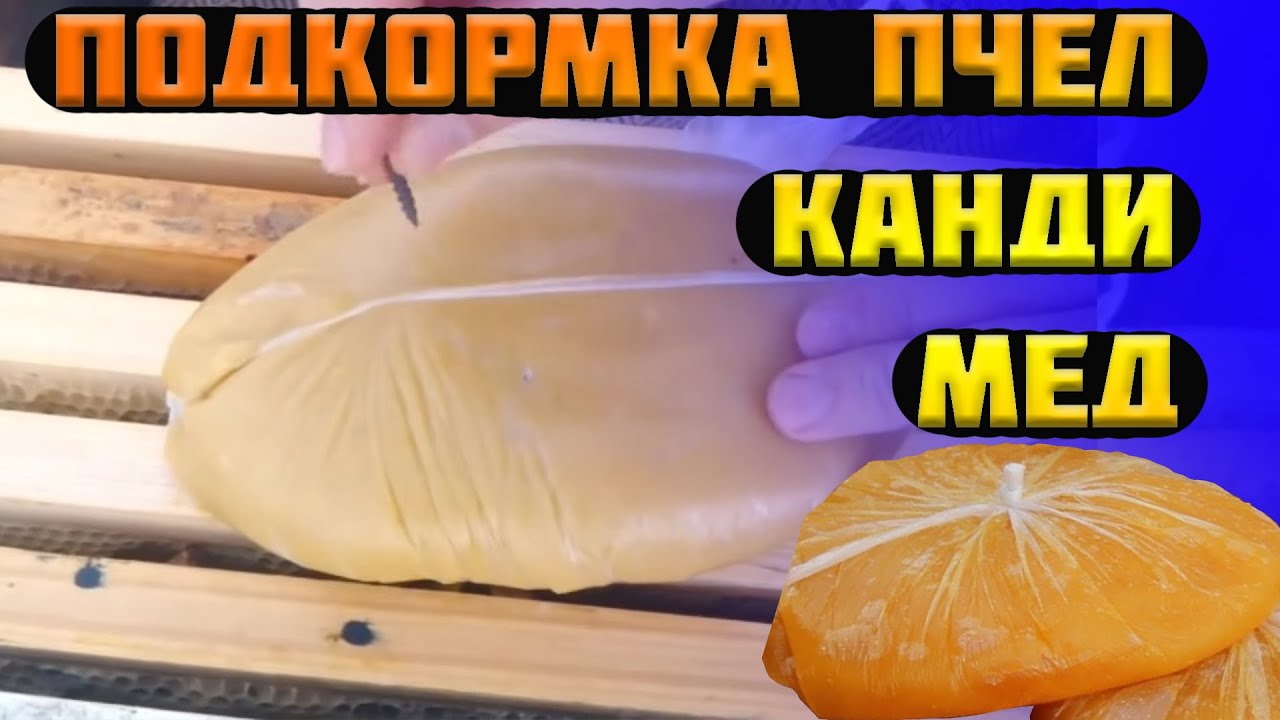 Зимняя подкормка пчел. Подкормка пчел зимой Канди или Мед