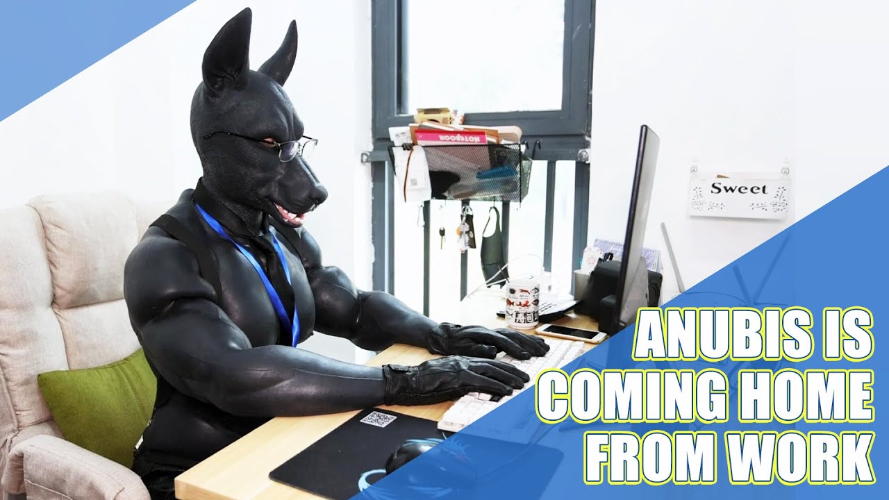 Anubis is coming home from work