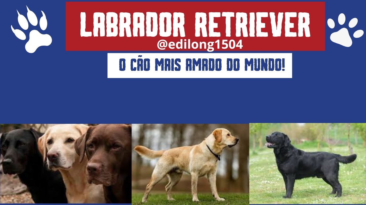 Labrador Retriever O Cão Mais Amoroso e Inteligente do Mundo!