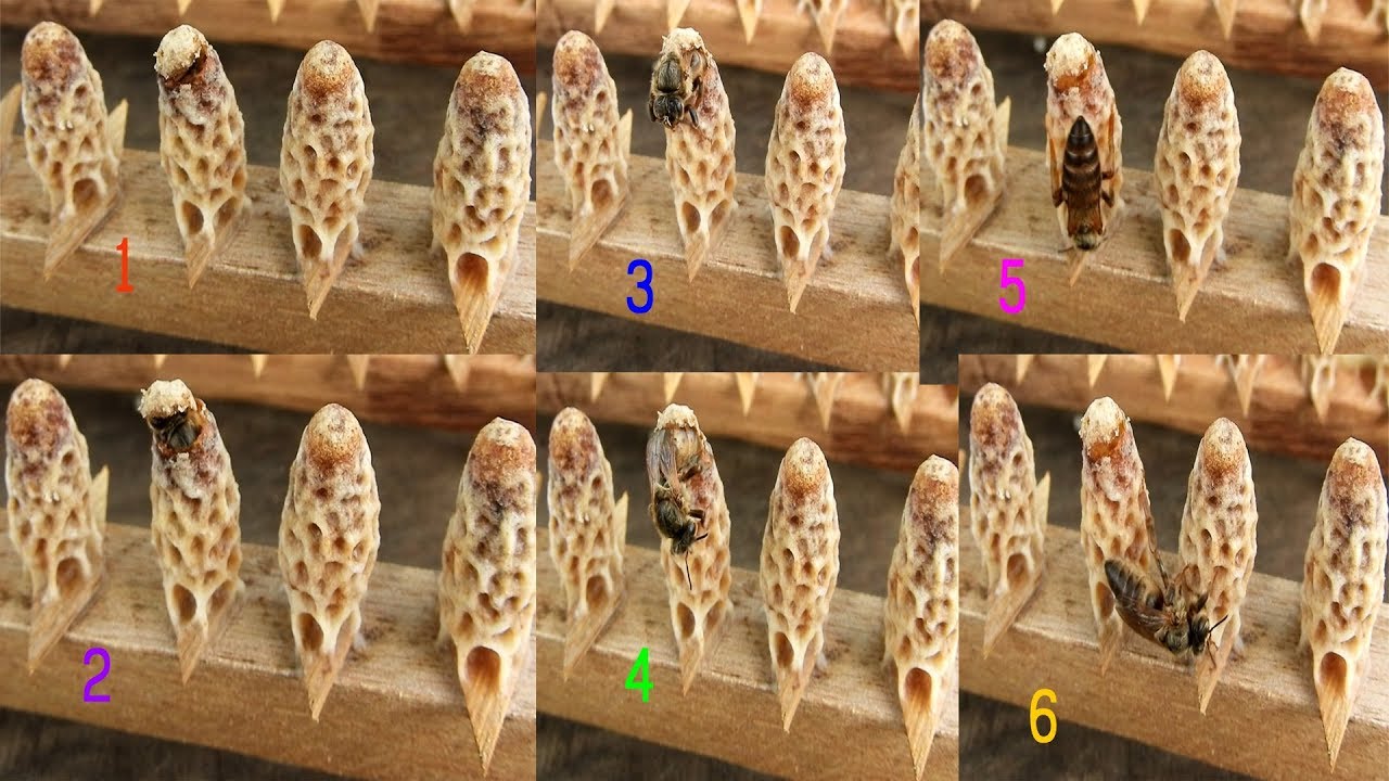 Khmer Beekeeping: Queen Bees Hatching