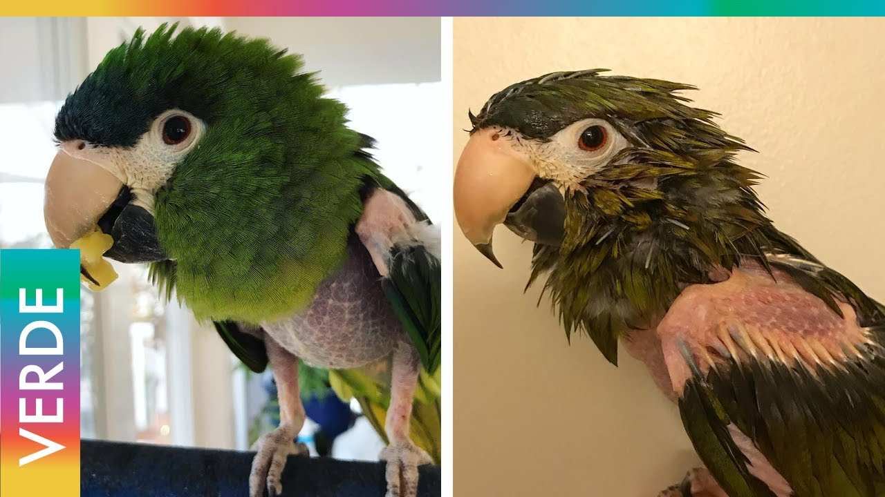 La historia de rehabilitación del loro que arrancó sus plumas