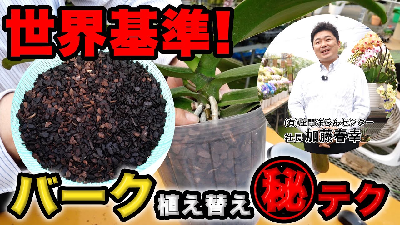 【初心者でも失敗しない植え替え（バーク編）】初心者の方でも失敗しない手順とコツ、マル秘テクニックを交えて大解説！【#9】