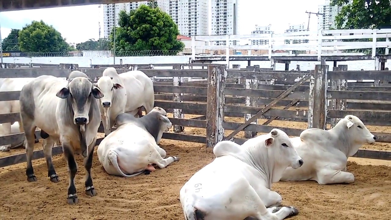 Leilão de touros PO - Nelore Paraíso CBO - Goiânia GO