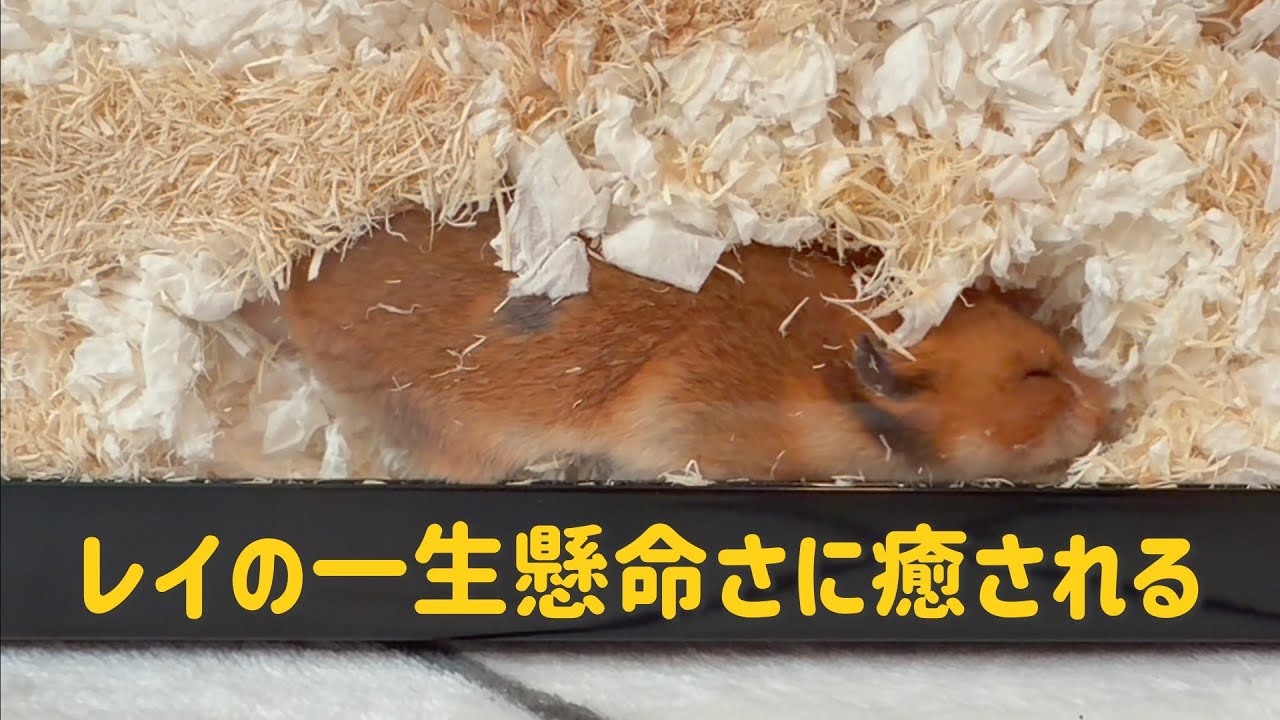 【ハムスター観察】穴掘りするレイが可愛すぎた