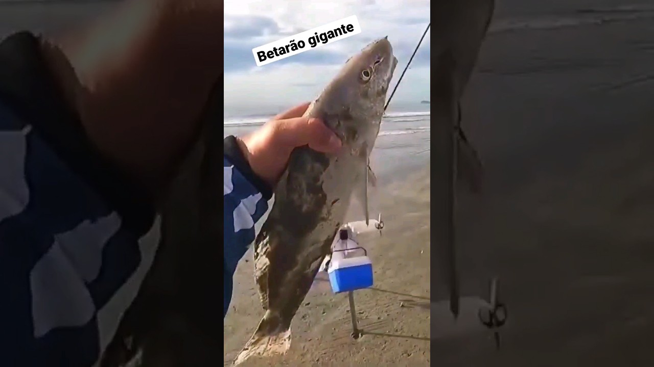 Betar&atilde;o gigante #pesca #papaterra #betara