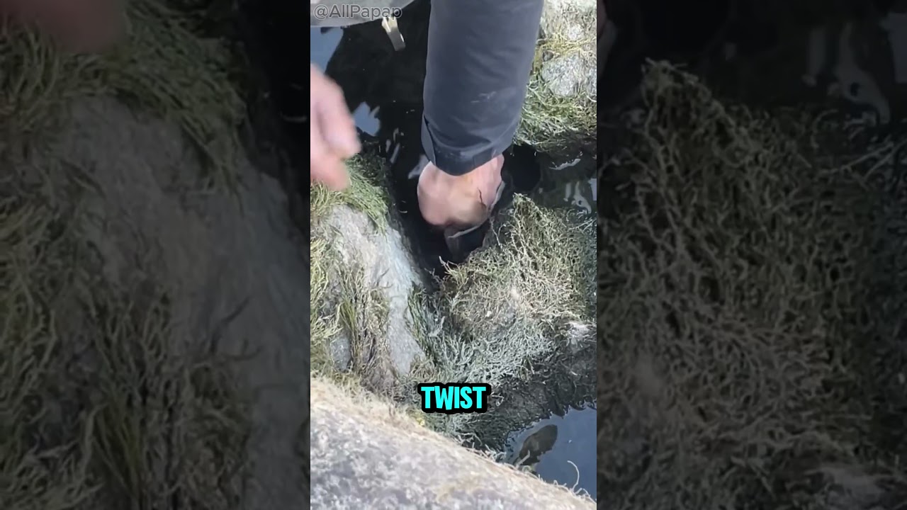 He Reached Into the Rocks… and Pulled Out a HUGE Fish 
