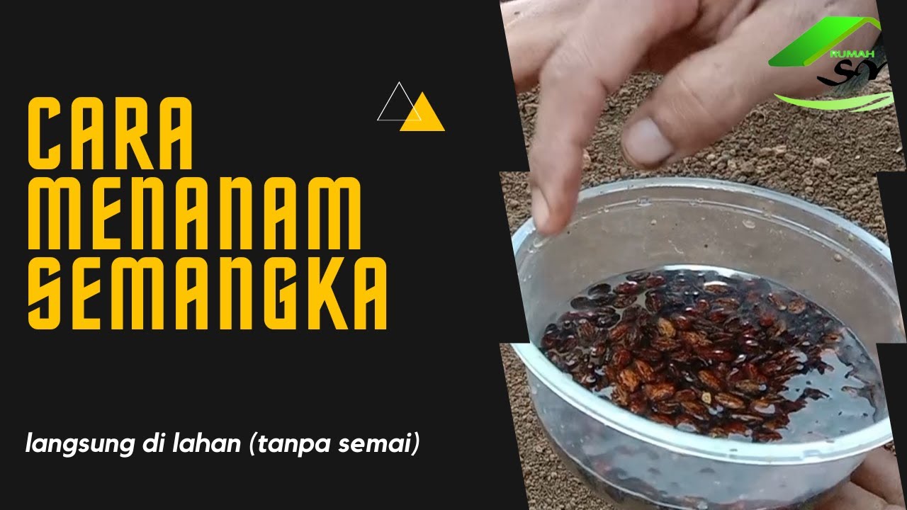 Cara Menanam Semangka Tanpa Semai (Panduan Lengkap)