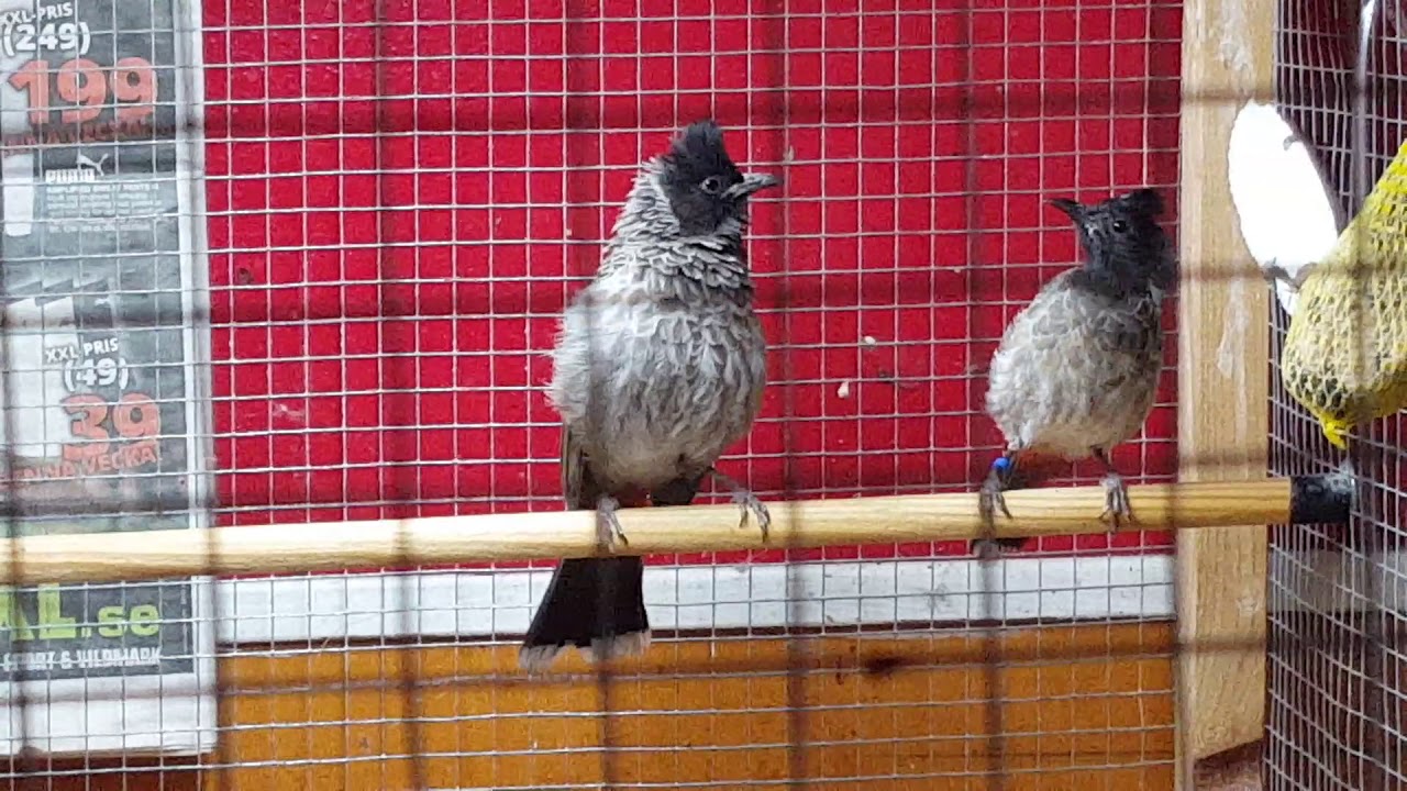 معركة بين البلابل الكشميرية من اجل السيطرة على المكان  .  Red Vented Bulbul     pycnonotus