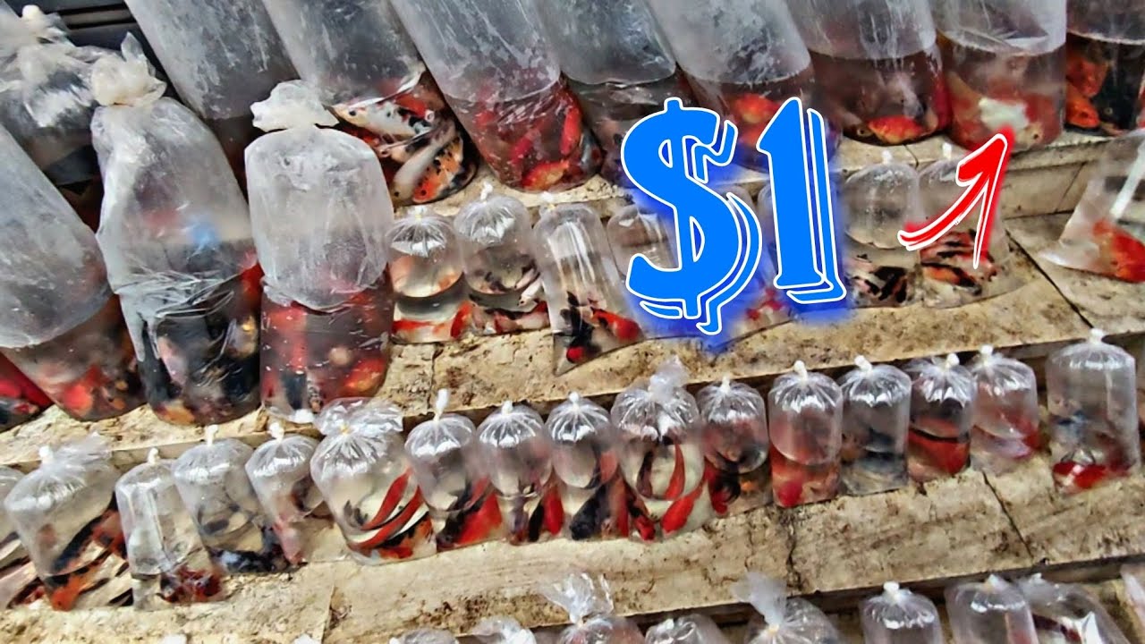 اسعار سوق الجمعه في اسكندريه جملهة سمك الزينه