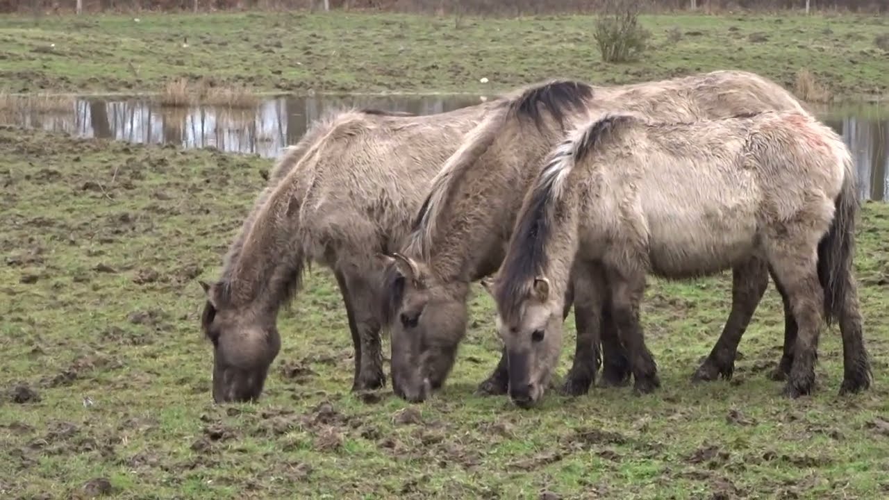 Konik Pferd Koniks Wildpferd Wildpferde Herde Pferde Geltinger Birk Pferdchen pony ponys Fohlen
