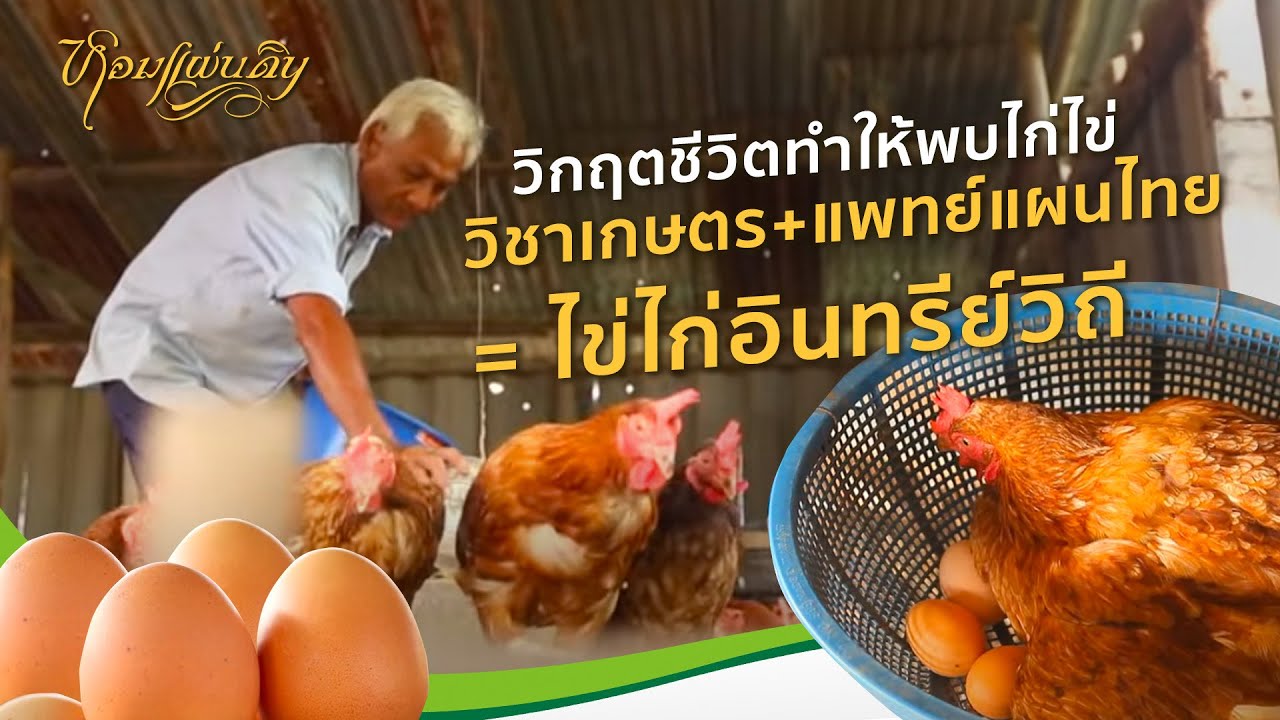 หอมแผ่นดิน ตอน ไข่ฟื้นชีวิต | วิกฤตชีวิตทำให้ได้เลี้ยงไก่ วิชาเกษตรบวกแพทย์แผนไทยได้ไข่ไก่อินทรีย์