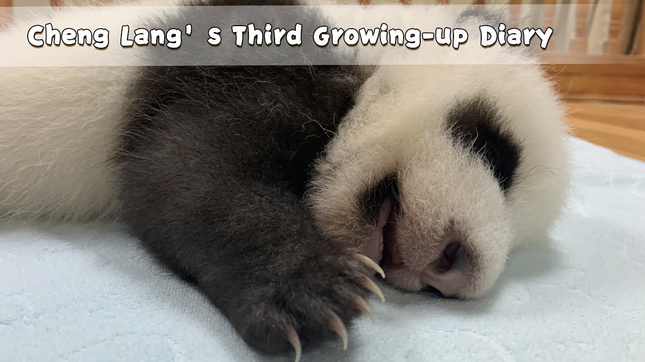 Cheng Lang’s Third Growing-up Diary | iPanda