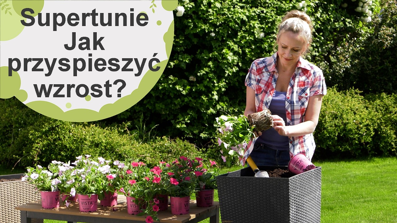 Supertunie po posadzeniu. Jak przyspieszyć wzrost supertunii. Nowe odmiany
