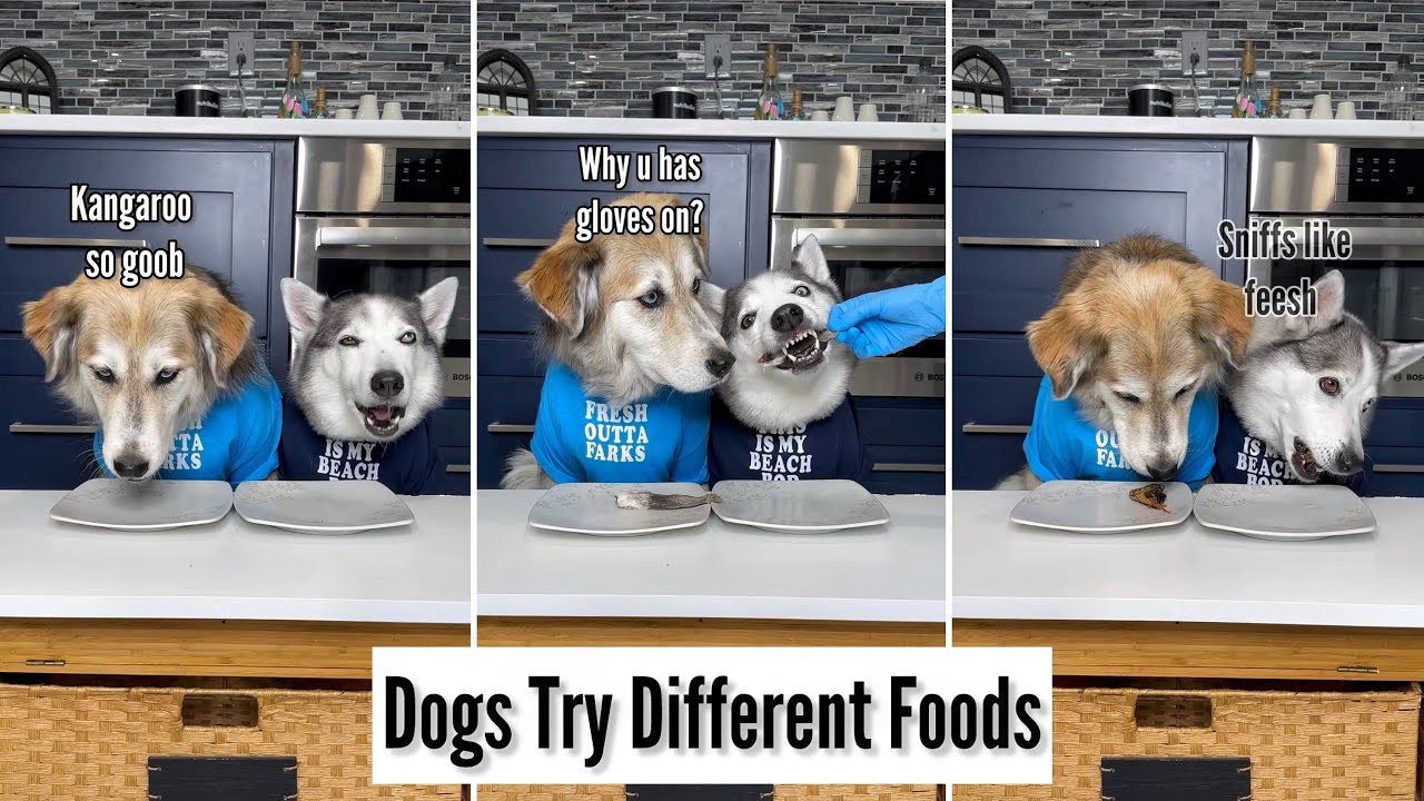 Dogs Try Different Foods