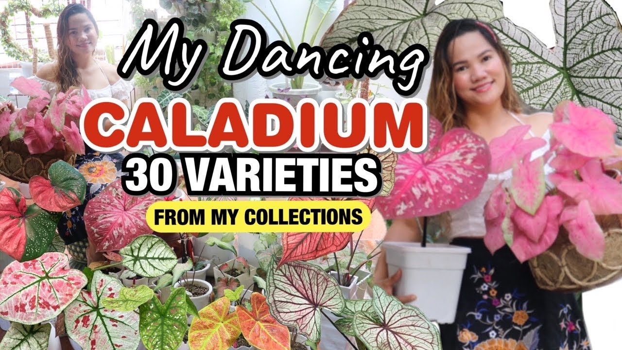 30 DIFFERENT VARIETIES OF CALADIUM with NAMES | FROM MY COLLECTIONS + BASIC CARE TIPS | LOVEKYE 8