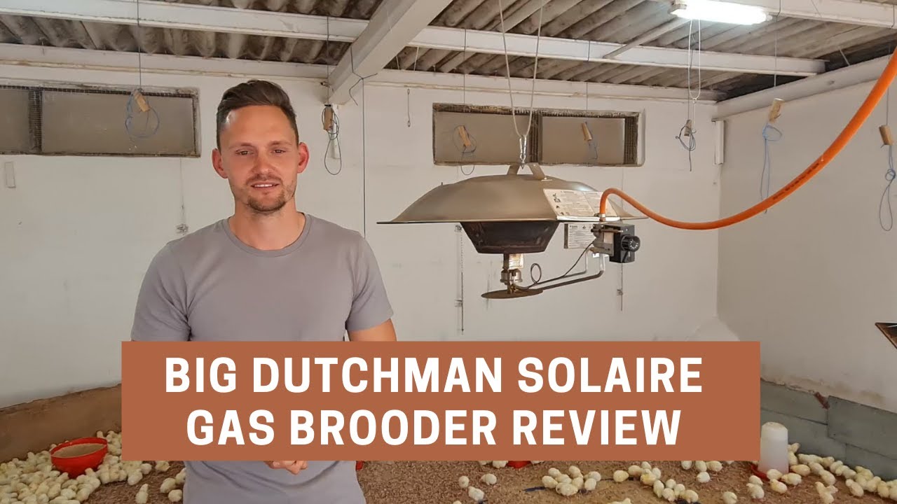 BIG DUTCHMAN SOLAIRE BROODER REVIEW
