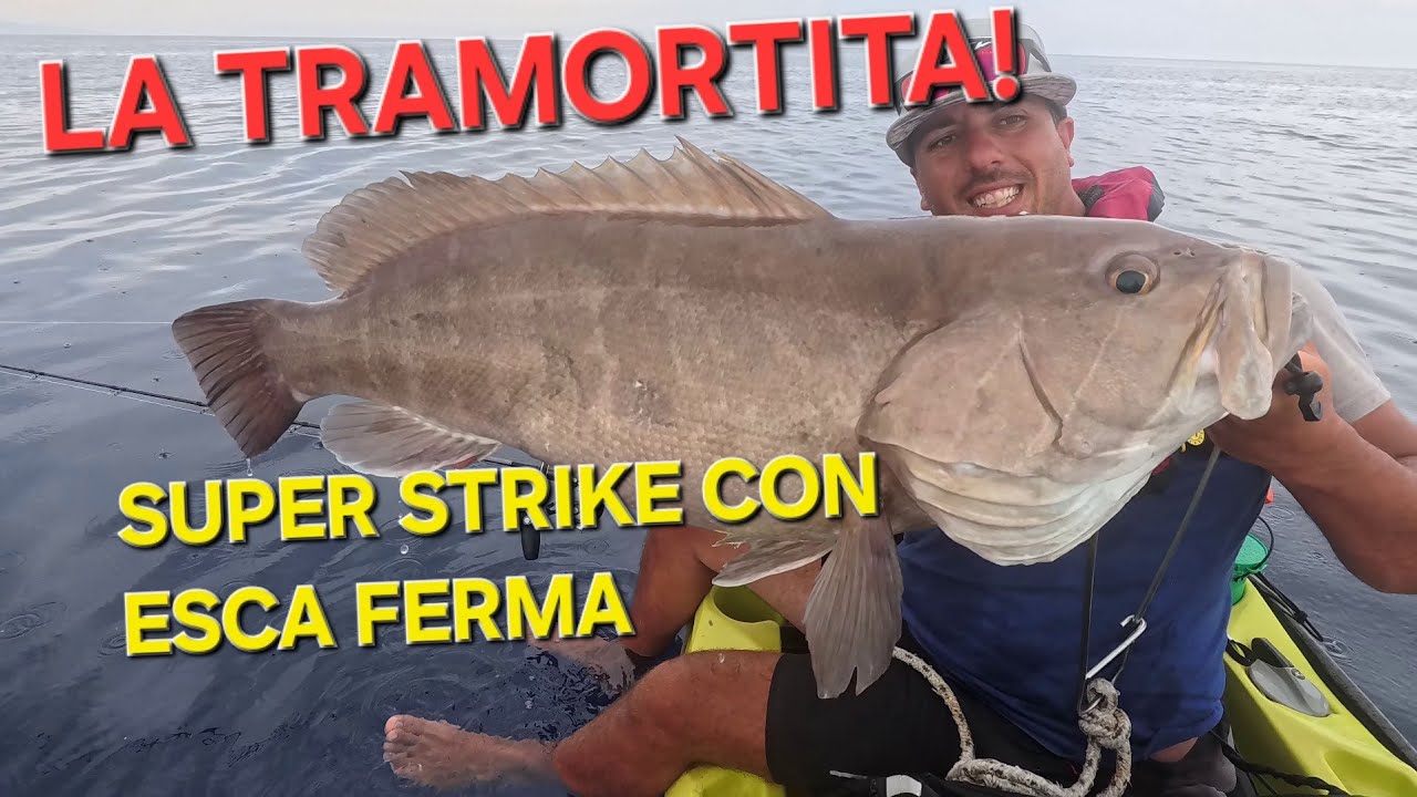 STRIKE sul FERMO e SORPRESA - Dentice e Cernia bianca!