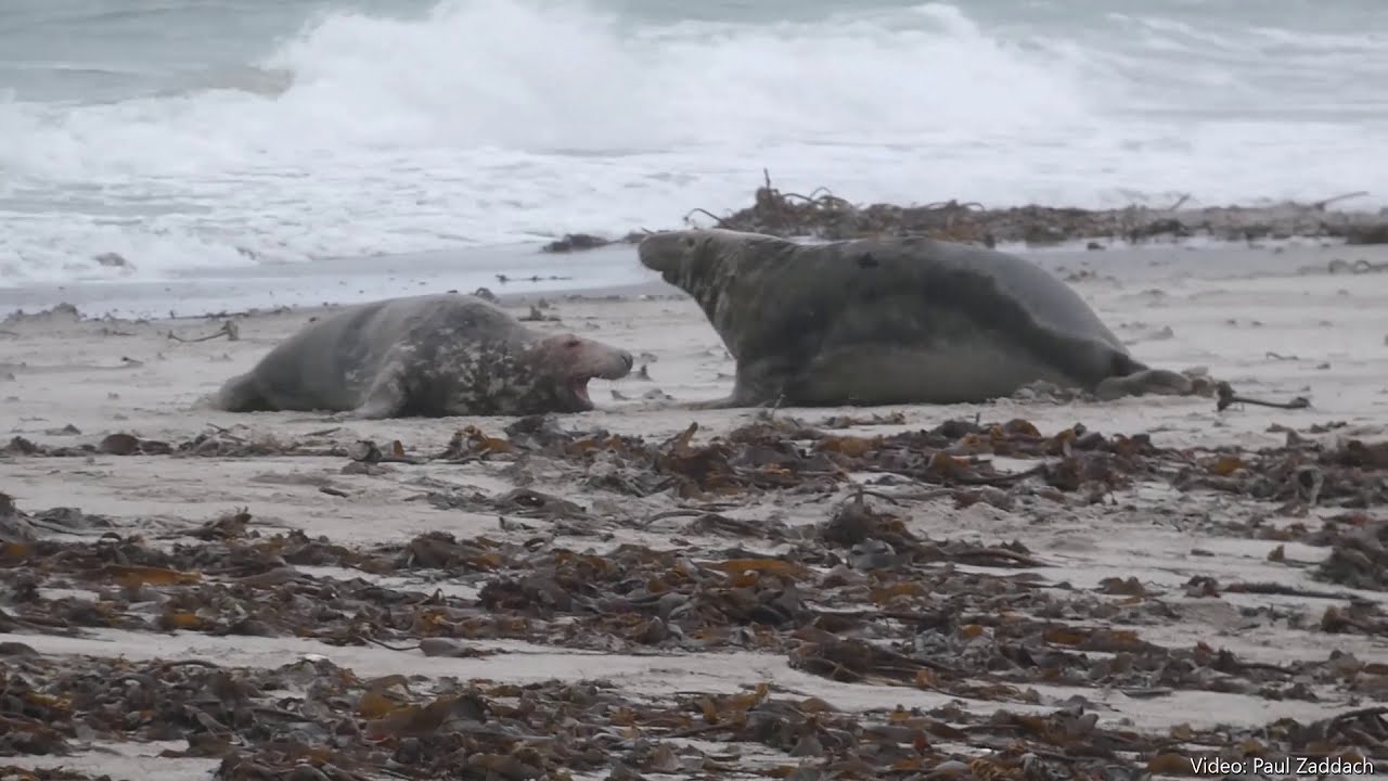 Kegelrobben-Bullenkampf auf Helgoland