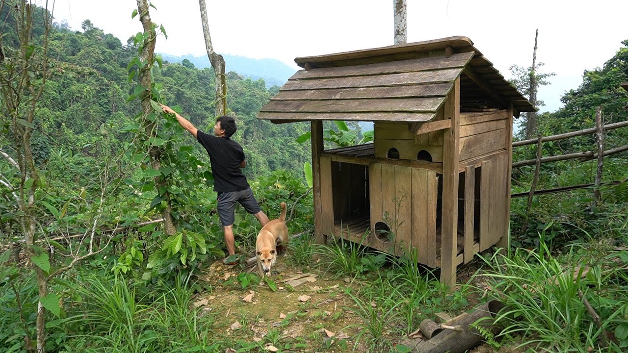 Let's go back to the garden with LU LU - Rebuild a safe wooden cabin for chickens - Day 232