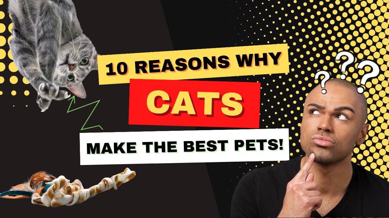 10 Reasons Why Cats Make the Best Pets