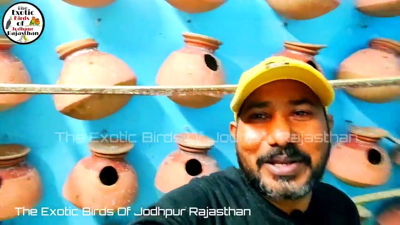 Budgies Parrot Colony Breeding Progress 3 Clutch // austrelian parrot breeding result 2023