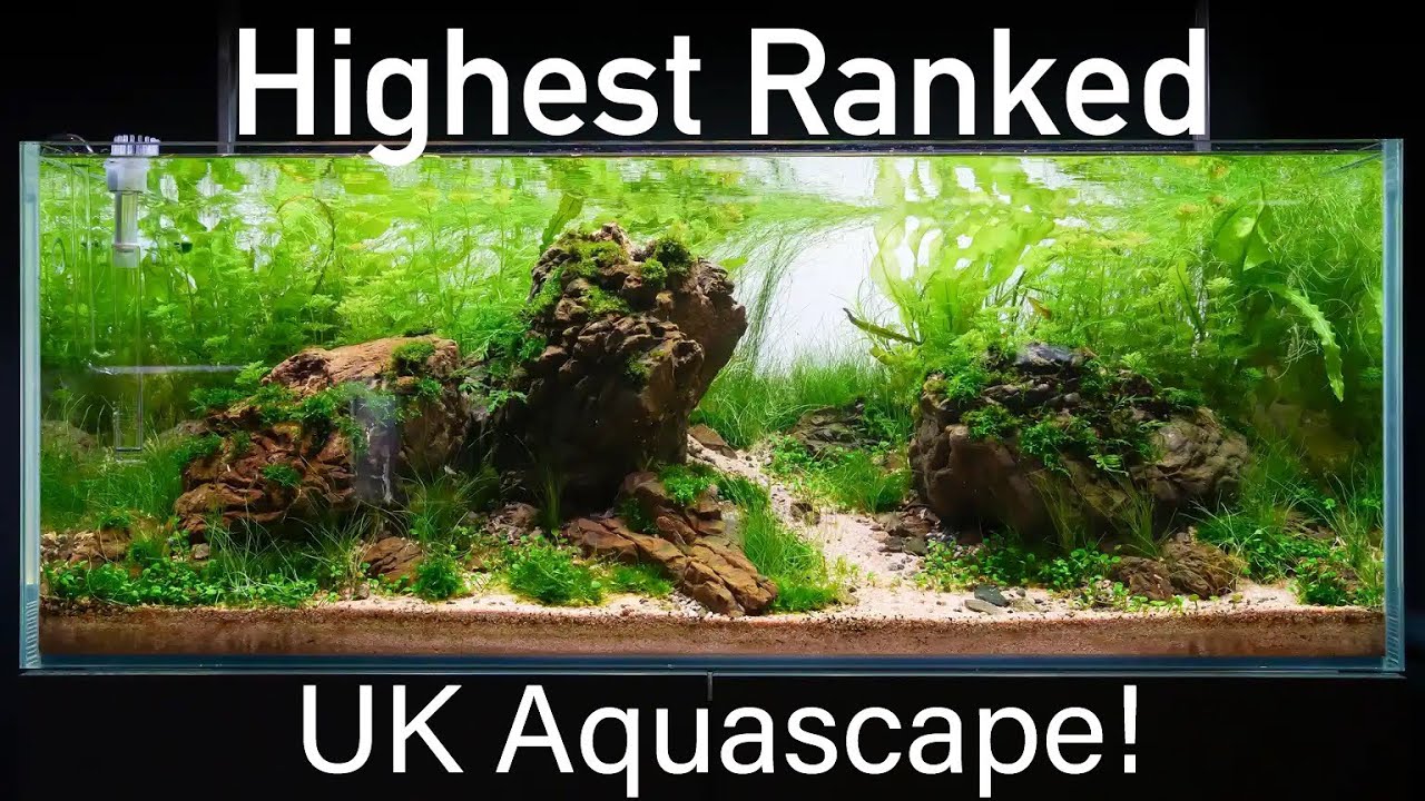 Recreation of 9th Place IAPLC Aquascape 'Golden Hour' by UK Aquascaper Tom Ryan.
