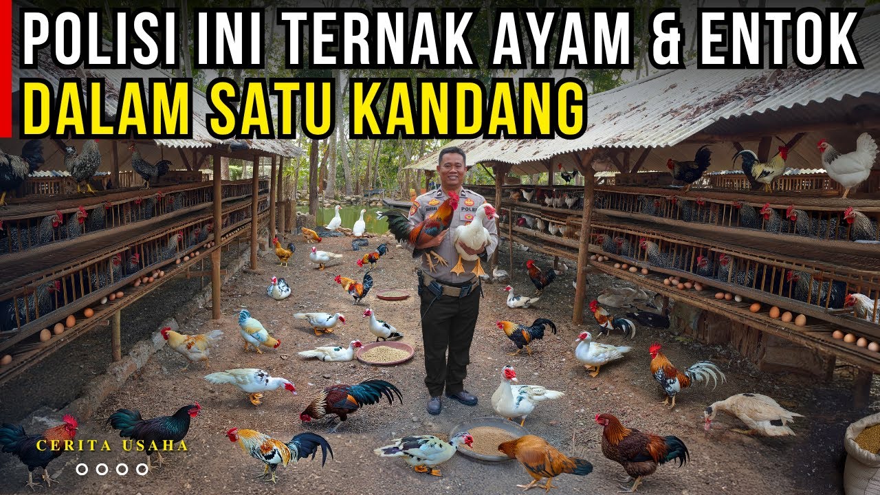 UNTUNG 2 KALI LIPAT POLISI INI TERNAK AYAM SENSI DAN ENTOK JUMBO DALAM SATU KANDANG | CERITA USAHA