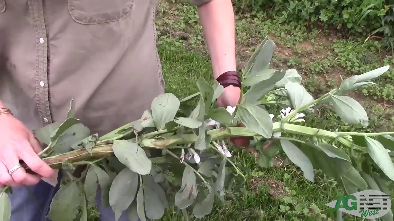 Maximizing Cover Crop Benefits for Growers