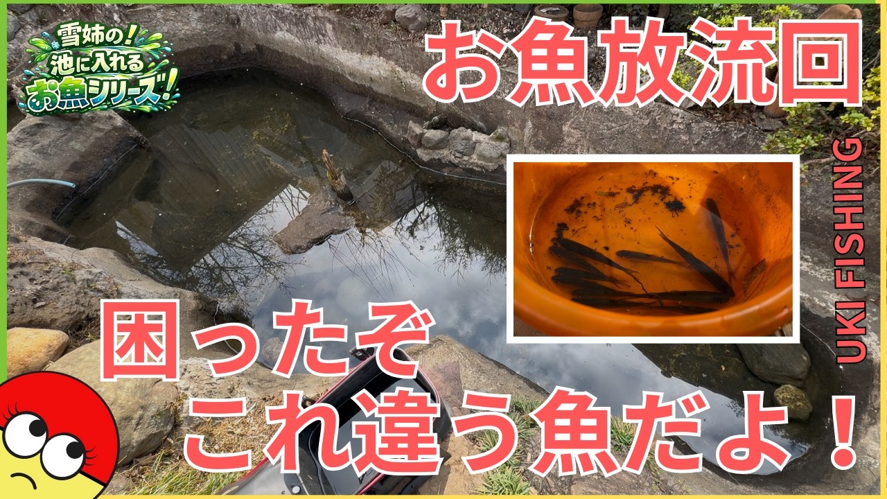 [夢の池作りvol.14]放流回！あれ‥この魚って‥