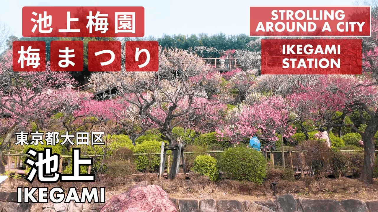 東京都大田区 池上梅園の約370本が満開「池上梅園 梅まつり」/ 池上駅周辺散歩 Stroll around Ikegami Station ～東京散歩・街歩き
