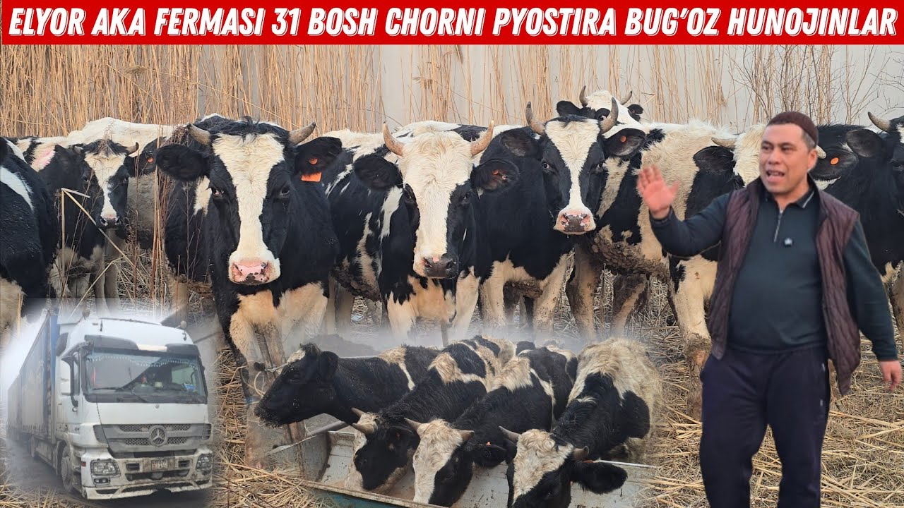 Elyor Aka Fermasi 31 Bosh Chorni PYOSTIRA Bugʻoz Hunojinlar Sotuvga Chiqdi 