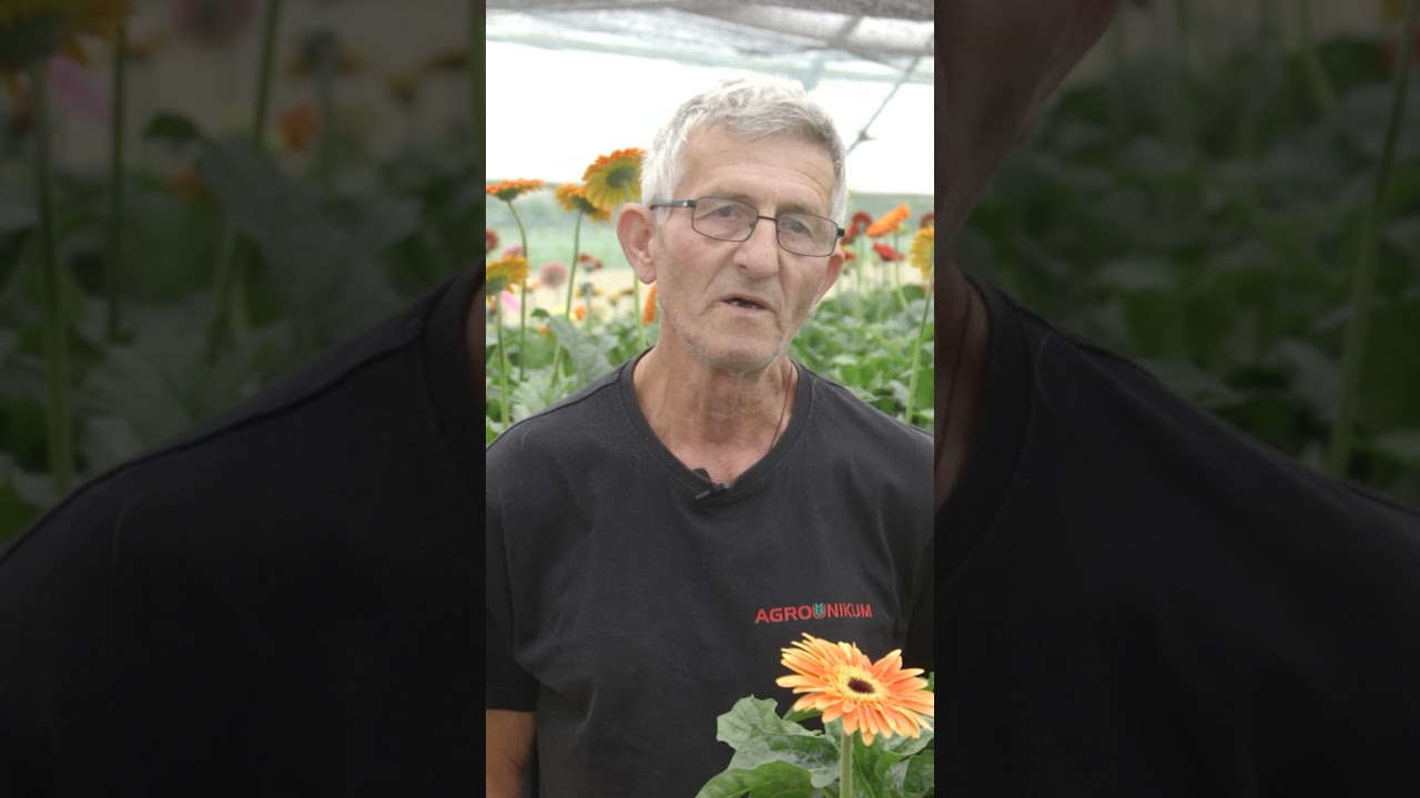 Uzgoj gerbera u plastenicima