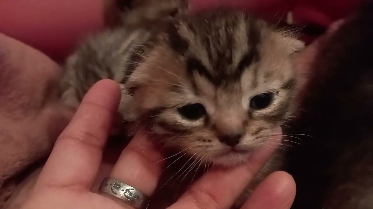 Another 4 kittens 
