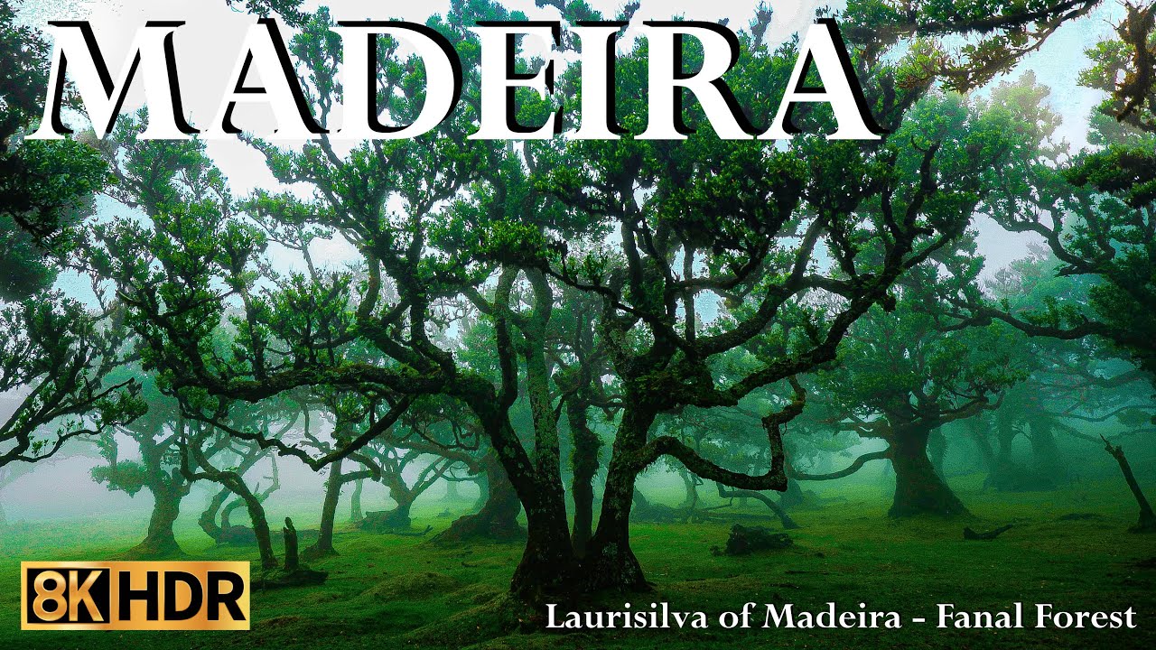 Laurisilva of Madeira - Fanal Forest -  Over 800 years old trees. - Portugal   8K