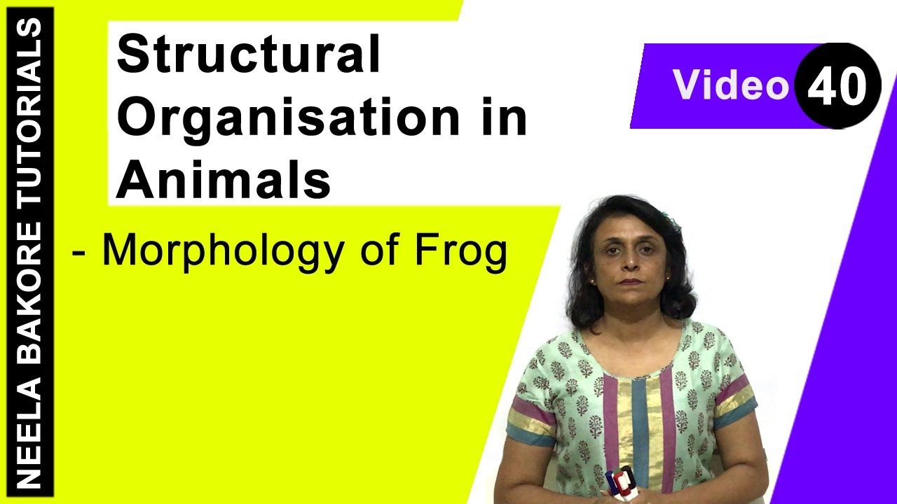 Structural Organisation in Animals | NEET | Morphology of Frog | Neela Bakore Tutorials